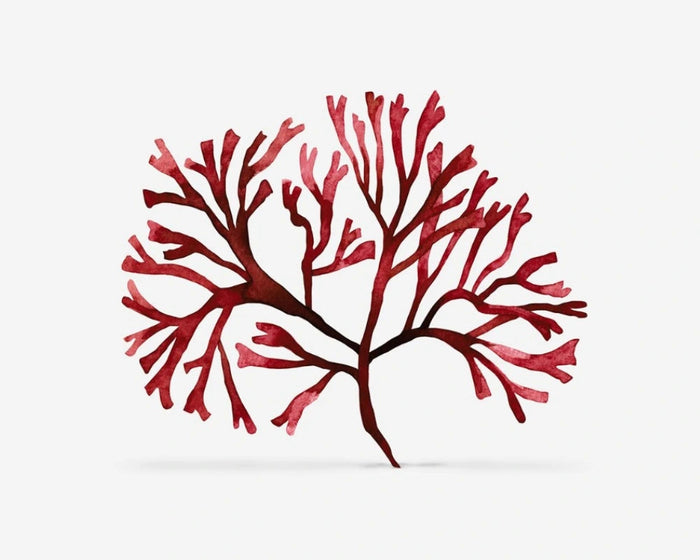 Extrait de Chondrus crispus